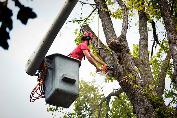 Landscape Design and Installation in Memphis, TX